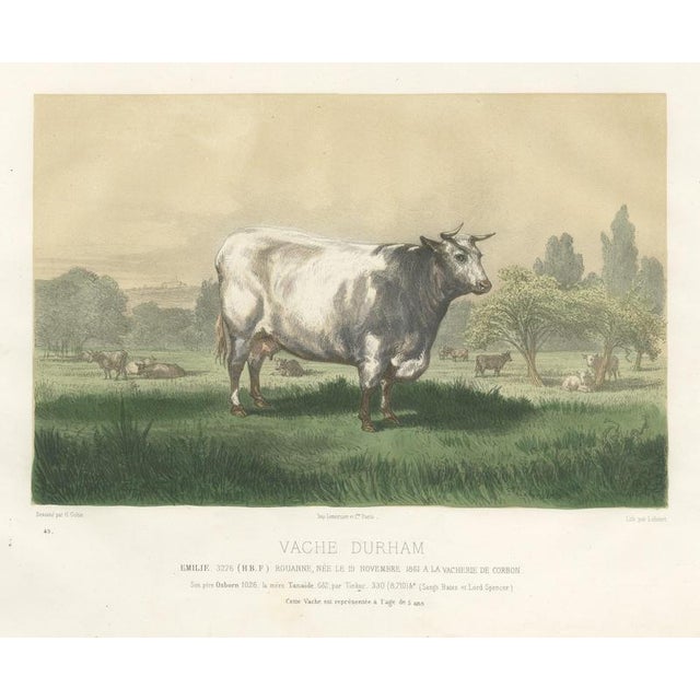 Emilie, Durham Shorthorn Cow of Corbon, 1873, Paper For Sale - Image 12 of 12