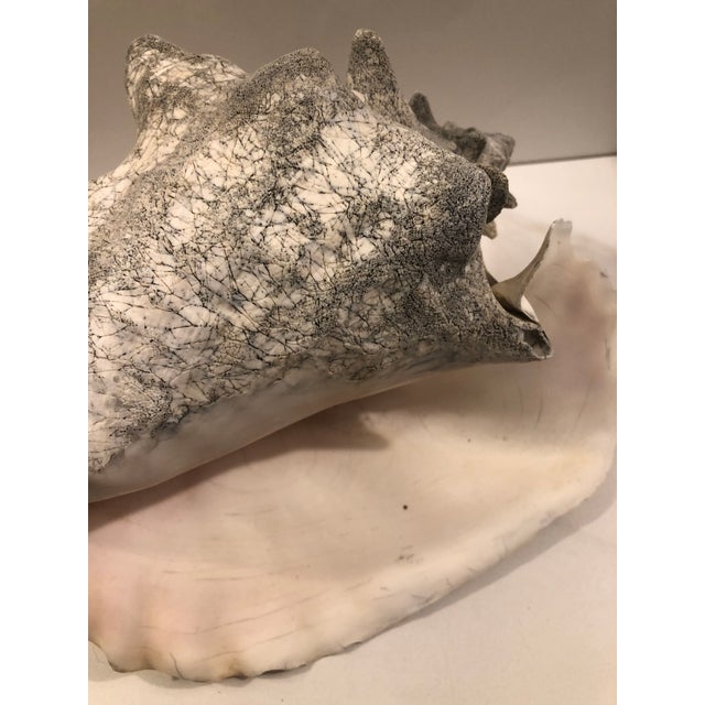 Large Harbour Island Conch Shell For Sale - Image 11 of 11