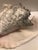 Large Harbour Island Conch Shell For Sale - Image 11 of 11