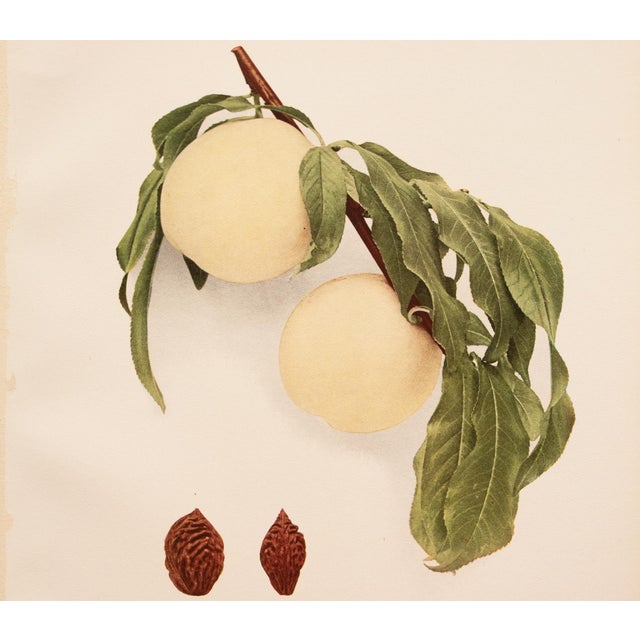 1900 - 1909 1900s U. P. Hedrick, Original Antique Photogravure of Summer Snow Peaches For Sale - Image 5 of 7