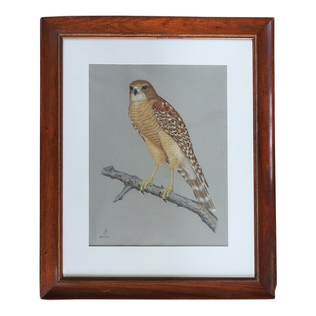 Late 20th Century Porter Family Hawk Pastel Drawing For Sale