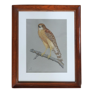Late 20th Century Porter Family Hawk Pastel Drawing