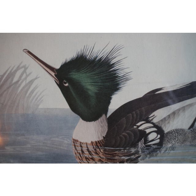 Realism Vintage Lithograph of the 19th C. Audubon AquaTint Engraving "Red Breasted Merganser," in Dark Wood Frame For Sale - Image 3 of 17