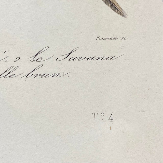 Tan French Antique 18th Century Bird Engraving Hand Colored Signed Artwork For Sale - Image 8 of 11