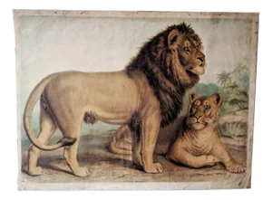 Antique Lion & Lioness Original Educational Wall Chart by A. Pichlers Witwe & Sohn, Vienna, 19th Century