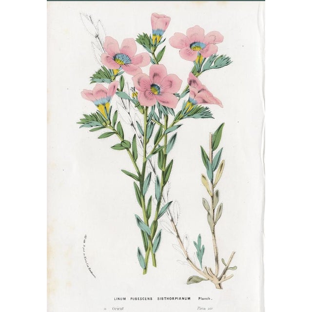14 Van Houtte Botanicals! Hand Color c.1853 Set B For Sale In Milwaukee - Image 6 of 15