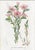 14 Van Houtte Botanicals! Hand Color c.1853 Set B For Sale In Milwaukee - Image 6 of 15