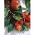 Pomegranate Winter Door Wreath Beautiful Realistic Holiday Christmas Arrangement This is a luxury one-of-a-kind unique...