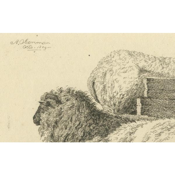 Oberman, Three Sheep Resting, 1810, Etching on Paper For Sale - Image 6 of 9