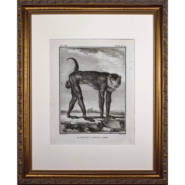 18th Century Original French Monkey Engraving by Buffon 1789 | Chairish