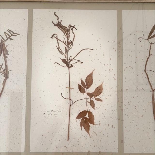 Mid 19th Century Large 19th Century French Mounted Botanical Herbiers For Sale - Image 5 of 16