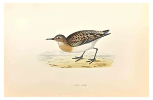 Alexander Francis Lydon, Little Stint, Woodcut Print, 1870