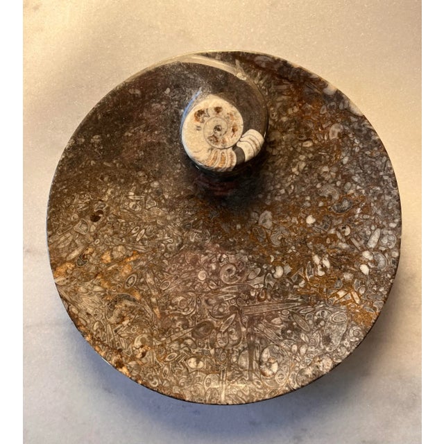 Stone Orthoceras Fossil Round Plate With Ammonite Ring For Sale - Image 7 of 11
