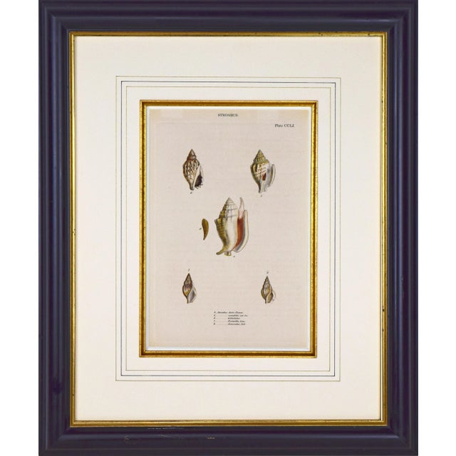 Cream 19th Century English Hand Colored Shell Engraving Lovell Augustus Reeves For Sale - Image 8 of 8