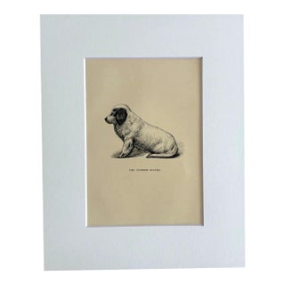 Antique 1890s Dog Print in 8 x 10 Mat: "The Clumber Spaniel" For Sale