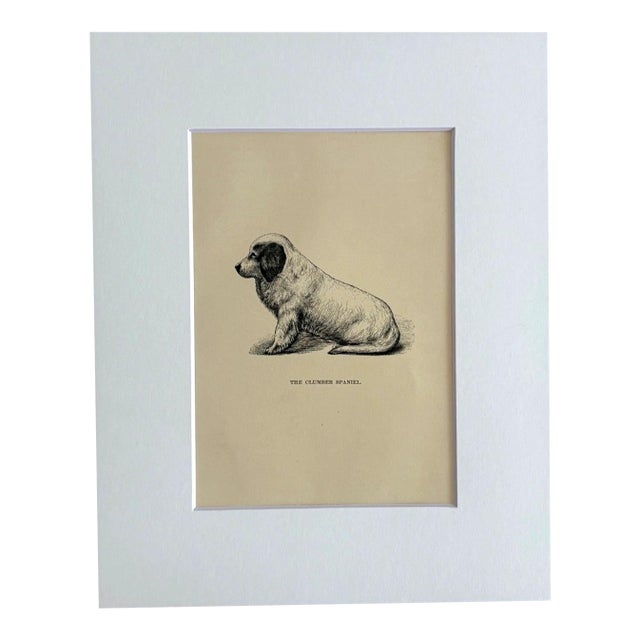 Antique 1890s Dog Print in 8 x 10 Mat: "The Clumber Spaniel" For Sale