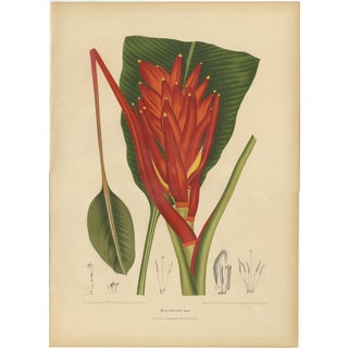 Sheep van Nooten, Red Heliconia Botanical, 1880, Chromolithograph For Sale