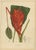 Sheep van Nooten, Red Heliconia Botanical, 1880, Chromolithograph For Sale