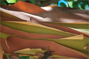 Gaétan Caron "Madrone Bark" Mendocino, Ca Photograph, 2011