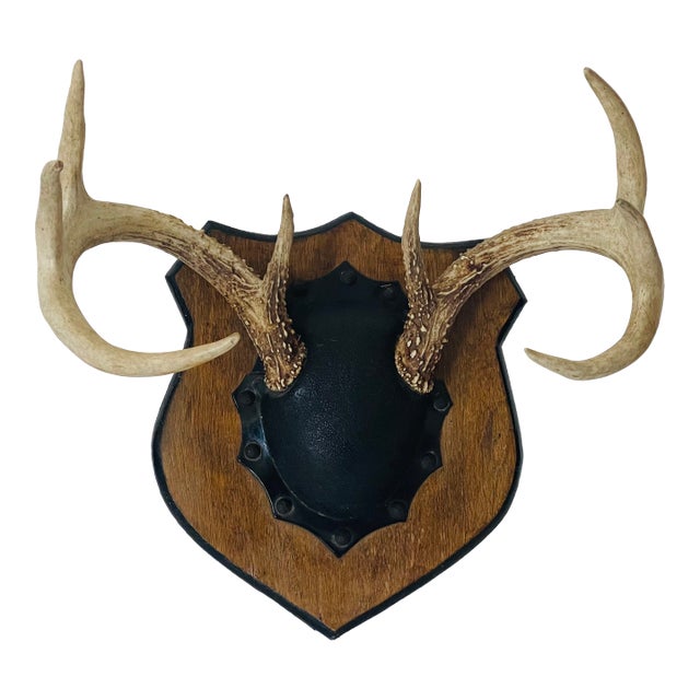 Antique Deer Antlers Trophy With Board For Sale