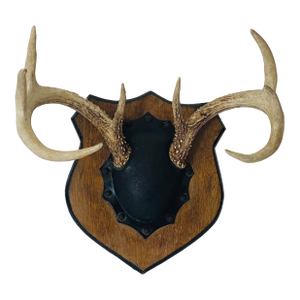 Antique Deer Antlers Trophy With Board