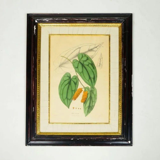 19th Century Hand-Colored Lithograph of a Black Pepper Plant by Nathaniel Wallich For Sale In New York - Image 6 of 6