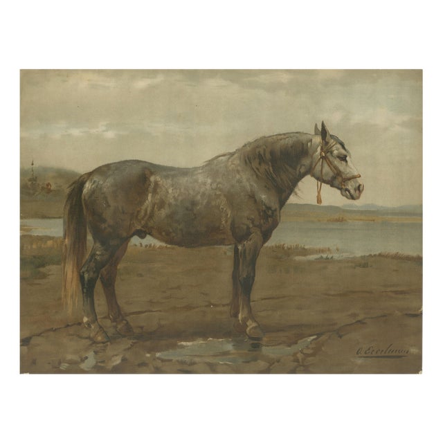 After Otto Eerelman, Russian Draft Horse, 1898, Lithograph on Paper For Sale