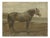 After Otto Eerelman, Russian Draft Horse, 1898, Lithograph on Paper For Sale