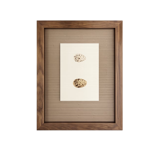 These authentic antique egg prints originate from The Birds of North America, the celebrated 19th-century ornithological...