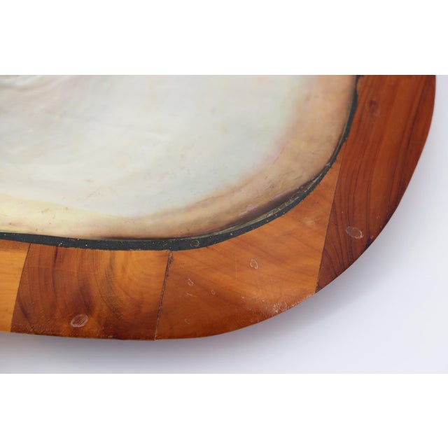 Shell and Teak Root Wood Card Receiver or Trinket Tray in the Style of Alexandre Noll, France, 1950s For Sale - Image 12 of 13