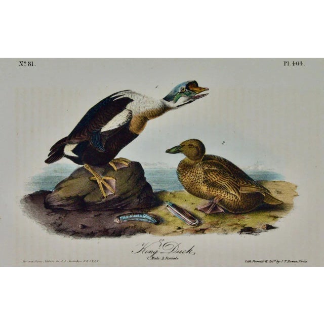 This is an original John James Audubon hand-colored royal first octavo edition lithograph entitled "King Duck, 1. Male, 2....