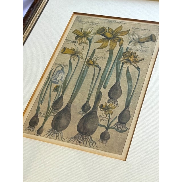 Bunny Williams Home Antique Dutch Botanical Engravings Reproduction, Framed in Antwerp – Set of 3 For Sale - Image 4 of 11