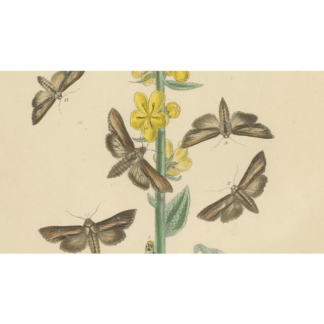 Mid 19th Century Humphreys & Westwood, British Moths and Caterpillars on Mullein, 1845, Color Lithograph For Sale - Image 5 of 9