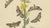 Mid 19th Century Humphreys & Westwood, British Moths and Caterpillars on Mullein, 1845, Color Lithograph For Sale - Image 5 of 9