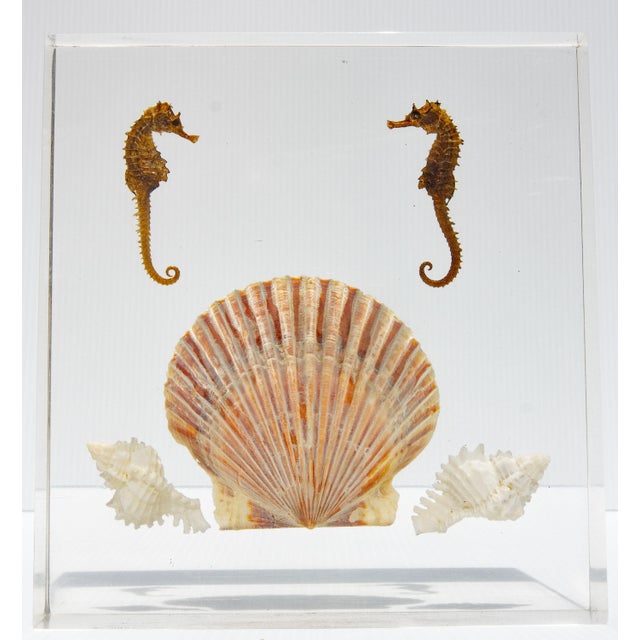 Lucite Sea Life Specimen Sculptures Mid Century Modern For Sale - Image 4 of 5