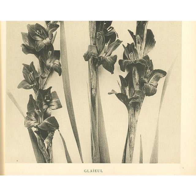 1902 French Antique Botanical Photgraphic Lithogragraph-Gladiola, Documentation For Sale - Image 4 of 5