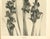 1902 French Antique Botanical Photgraphic Lithogragraph-Gladiola, Documentation For Sale - Image 4 of 5