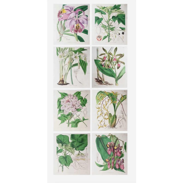 William Fitch, Botanical Prints Curtis. 1838, Paper For Sale - Image 10 of 10