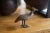 African Vintage African Bronze Kori Bustard Bird For Sale - Image 3 of 10
