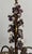 1920s Antique Chandelier With Glass Grape Clusters For Sale - Image 5 of 8