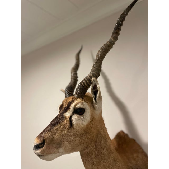 Animal Skin Vintage African Gazelle Shoulder Mount Taxidermy With Horns For Sale - Image 7 of 12