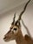 Animal Skin Vintage African Gazelle Shoulder Mount Taxidermy With Horns For Sale - Image 7 of 12