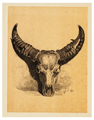 Carlo Coleman, Buffalo Skull, Lithograph, 1850