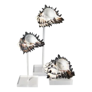 1960s Conch Shells Mounted on Lucite Stands, Collection of Three
