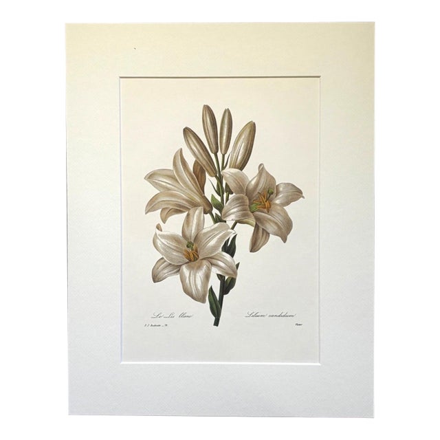 Vintage Pierre-Josephe Redouté Print in 14x18 Mat - Madonna Lily For Sale