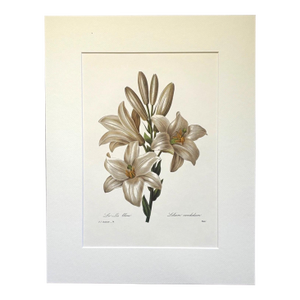 Vintage Pierre-Josephe Redouté Print in 14x18 Mat - Madonna Lily