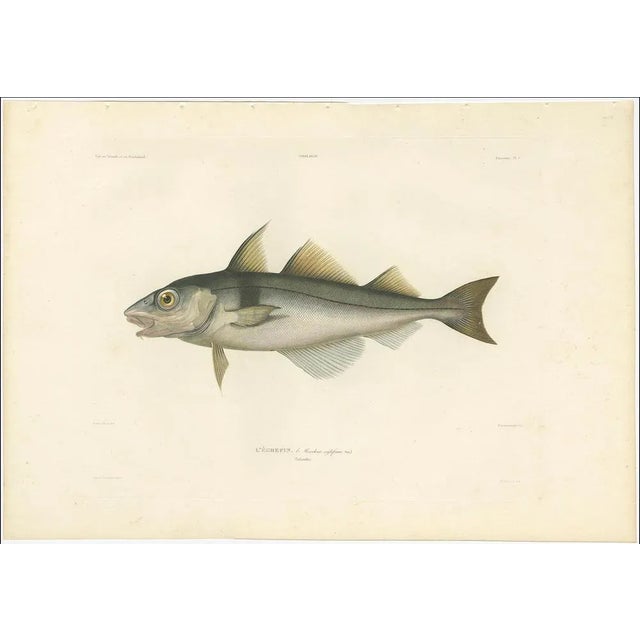 Haddock (Melanogrammus Aeglefinus) French Arctic Voyage, 1845, Print For Sale - Image 4 of 11