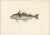 Haddock (Melanogrammus Aeglefinus) French Arctic Voyage, 1845, Print For Sale - Image 4 of 11