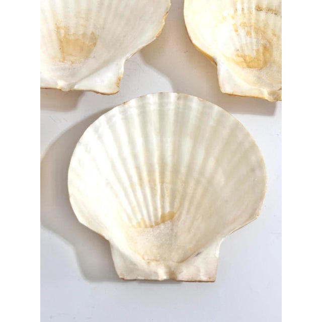 Vintage Natural Scallop Shell Appetizer Plates – Coastal Entertaining Seafood Serving Set (7) For Sale - Image 10 of 12