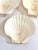 Vintage Natural Scallop Shell Serving Dishes, Coastal Set of 7 For Sale - Image 10 of 12